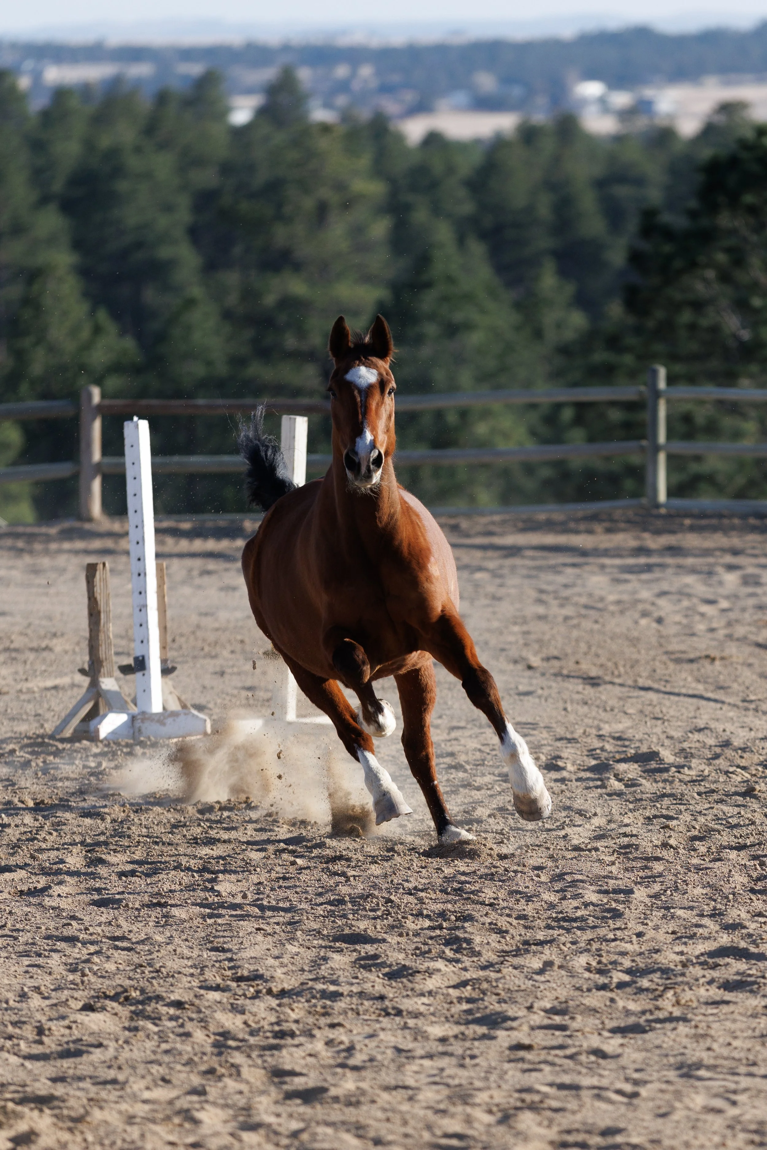 A brown horse with a white blaze on its face galloping in a dirt arena, with jump hurdles and a background of trees and hills.
