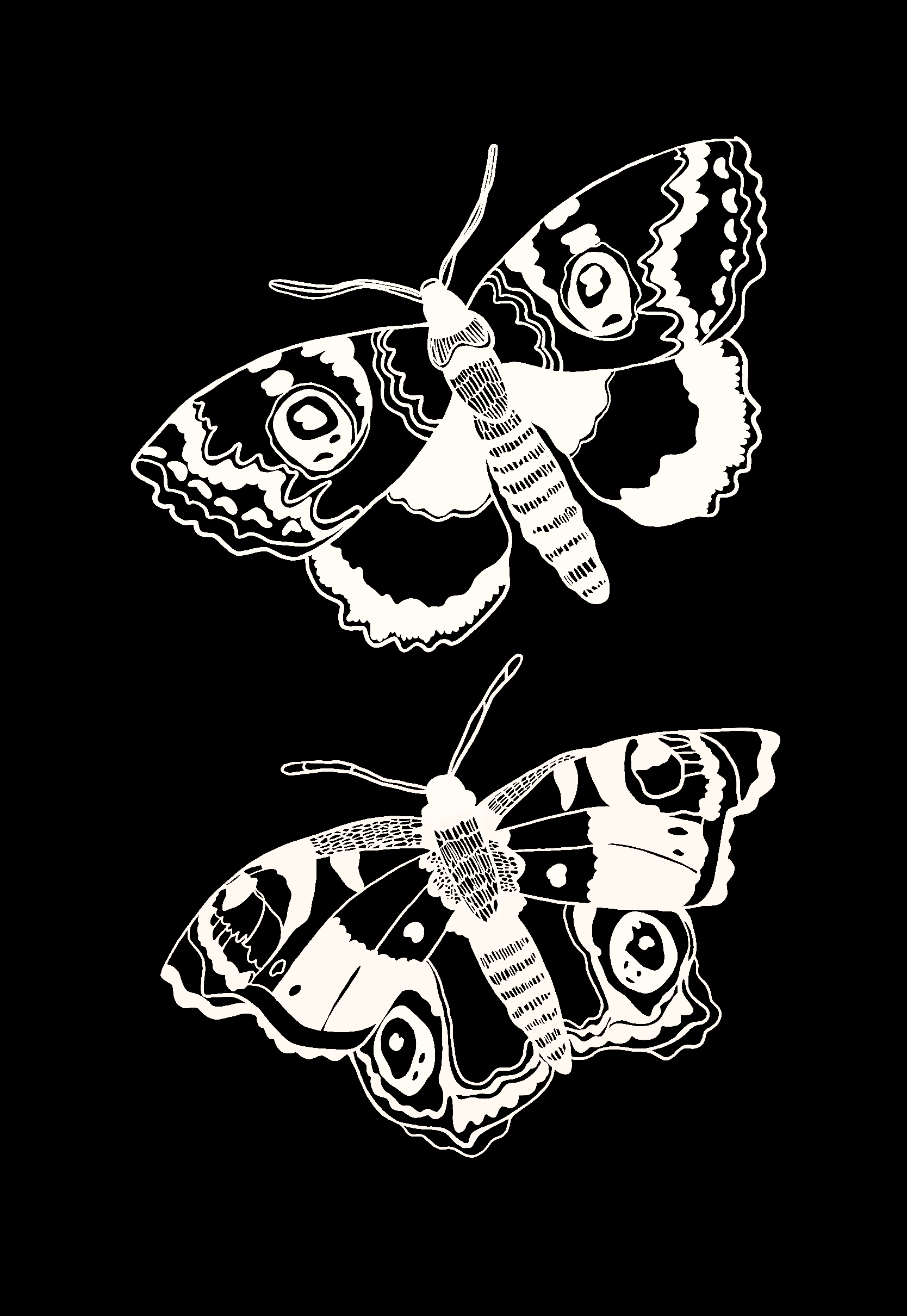 moth illustration 3.PNG