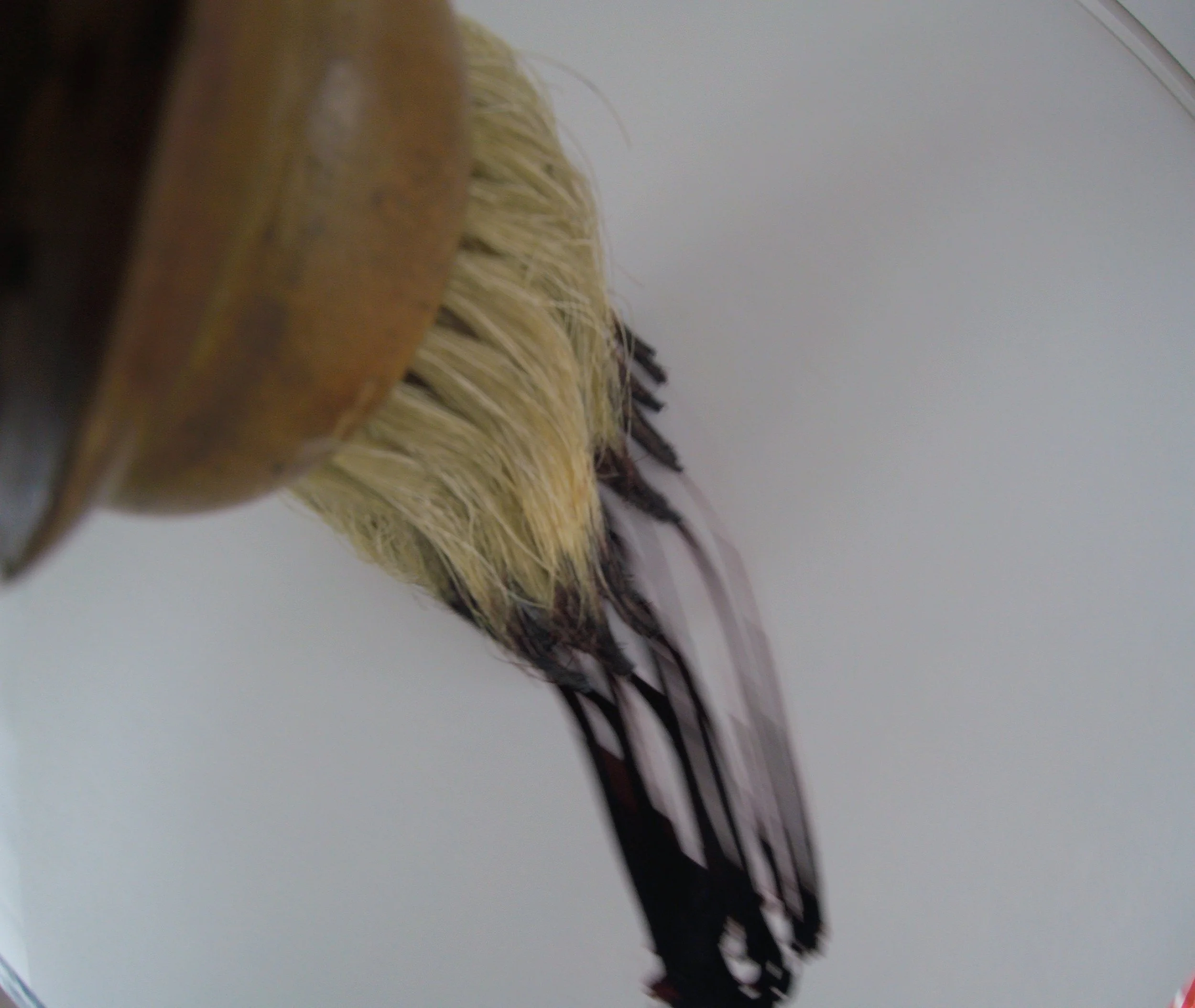 Kevin-Brown-Calligraphy-Brush-POV-G0030217.JPG