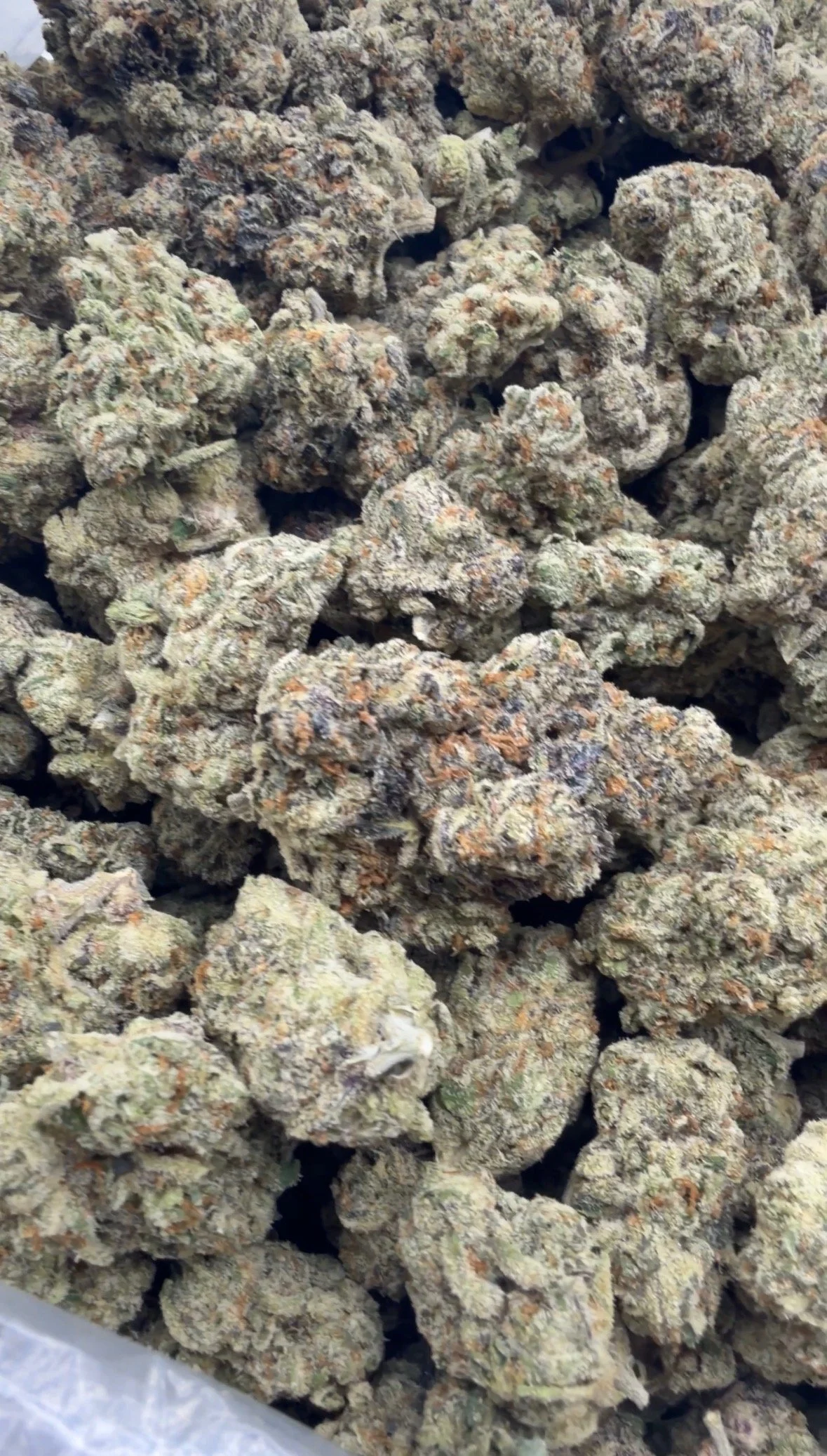 WHITE GMO