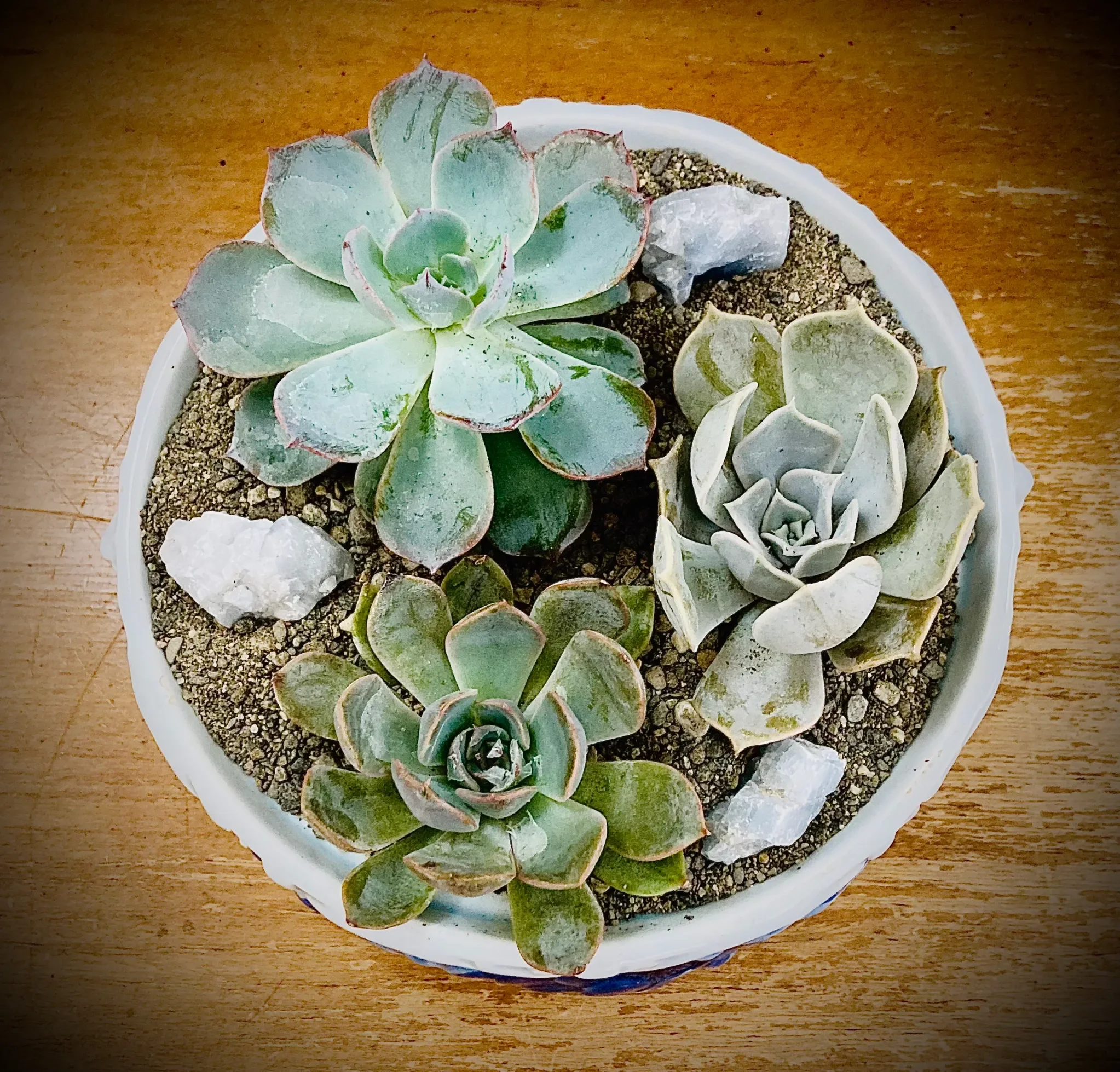 Terrapin Rose