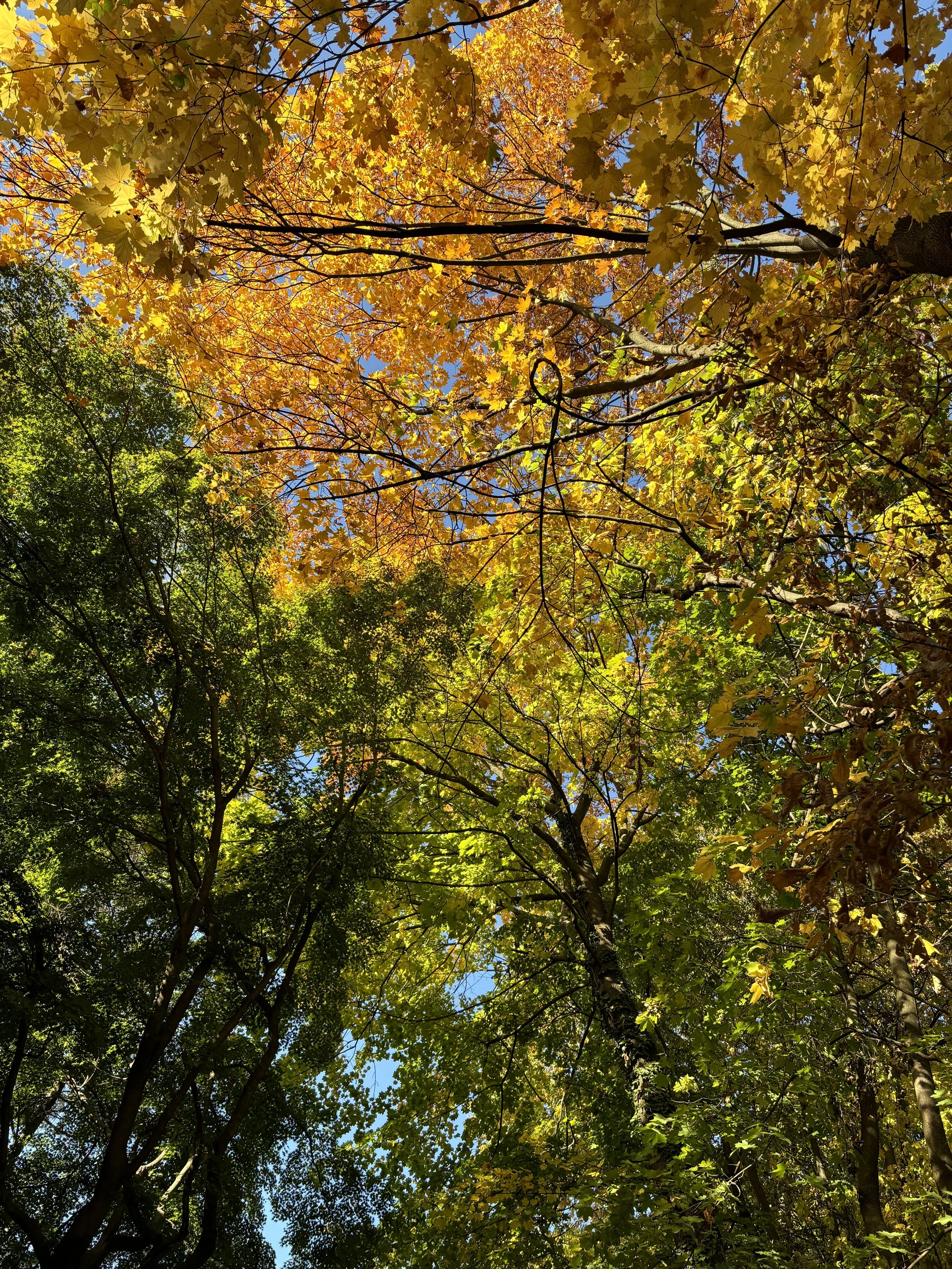 Looking up at fall-colored trees with yellow, orange, and green leaves against a blue sky.
