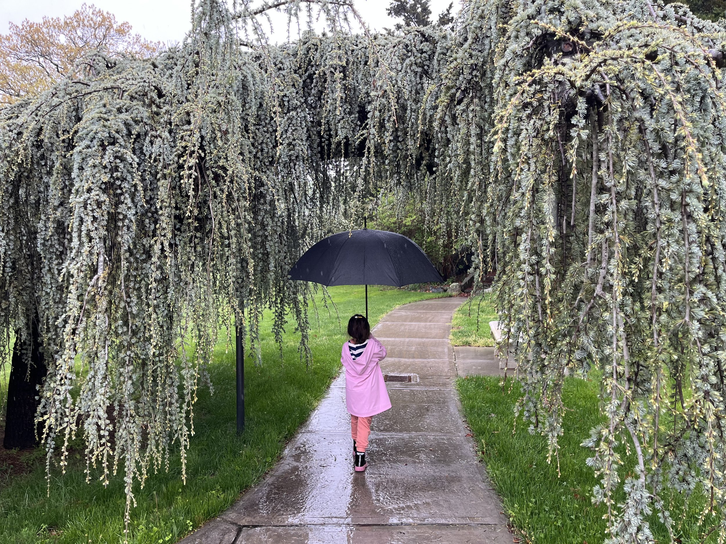 A girl in a pink raincoat and black rain boots holding a black umbrella walking on a wet sidewalk under a tree with hanging branches and white blossoms during rain.