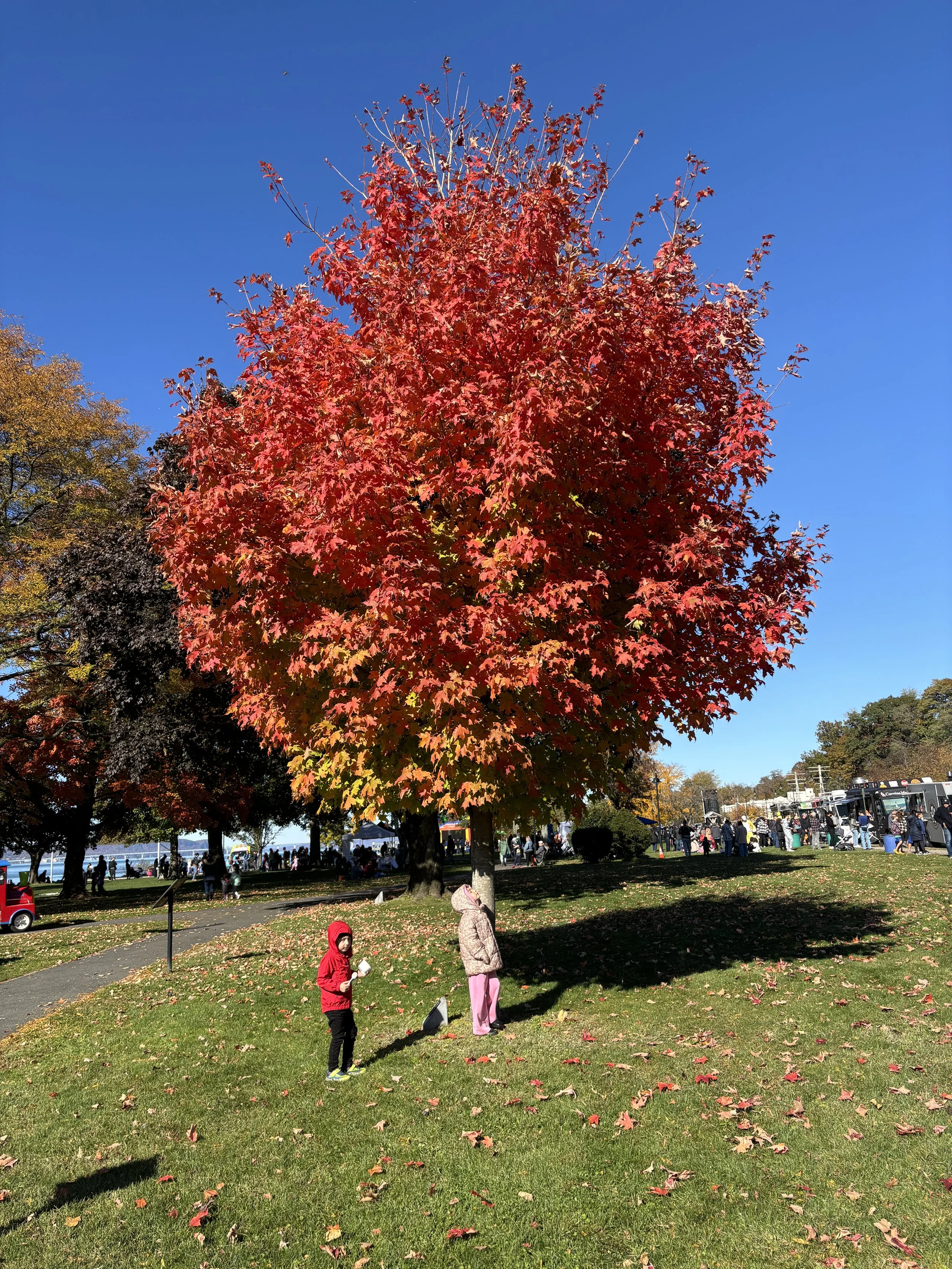 A park scene with a large red and orange autumn tree, children playing and people gathered, blue sky, and fallen leaves on the ground.