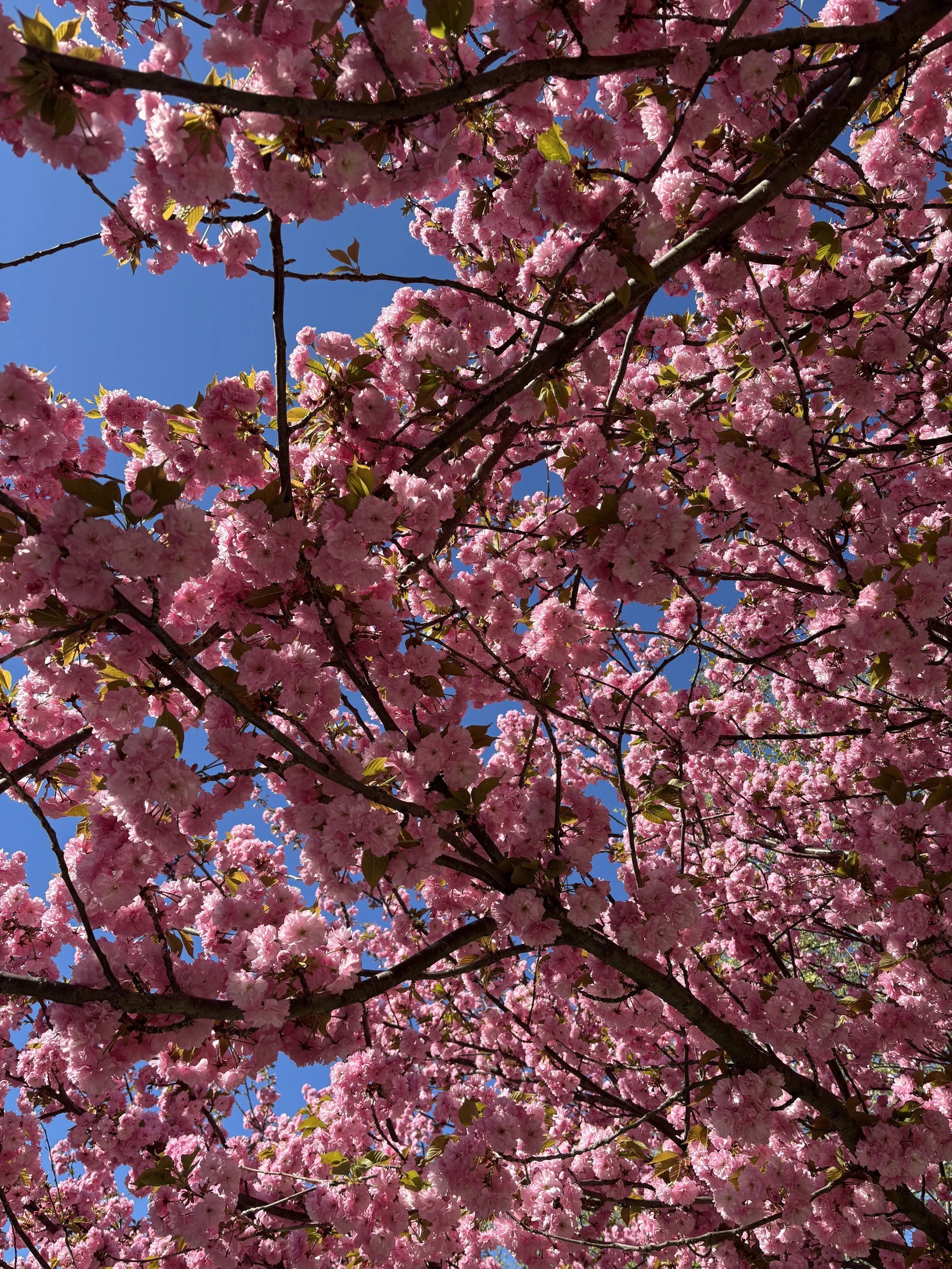 Pink cherry blossoms on tree branches with a clear blue sky in the background.