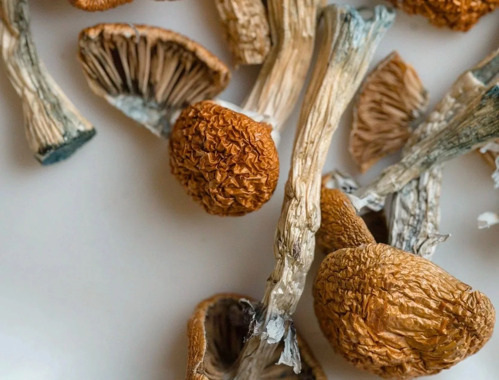 Psilocybin mushrooms used in guided retreat experiences for healing and personal growth.