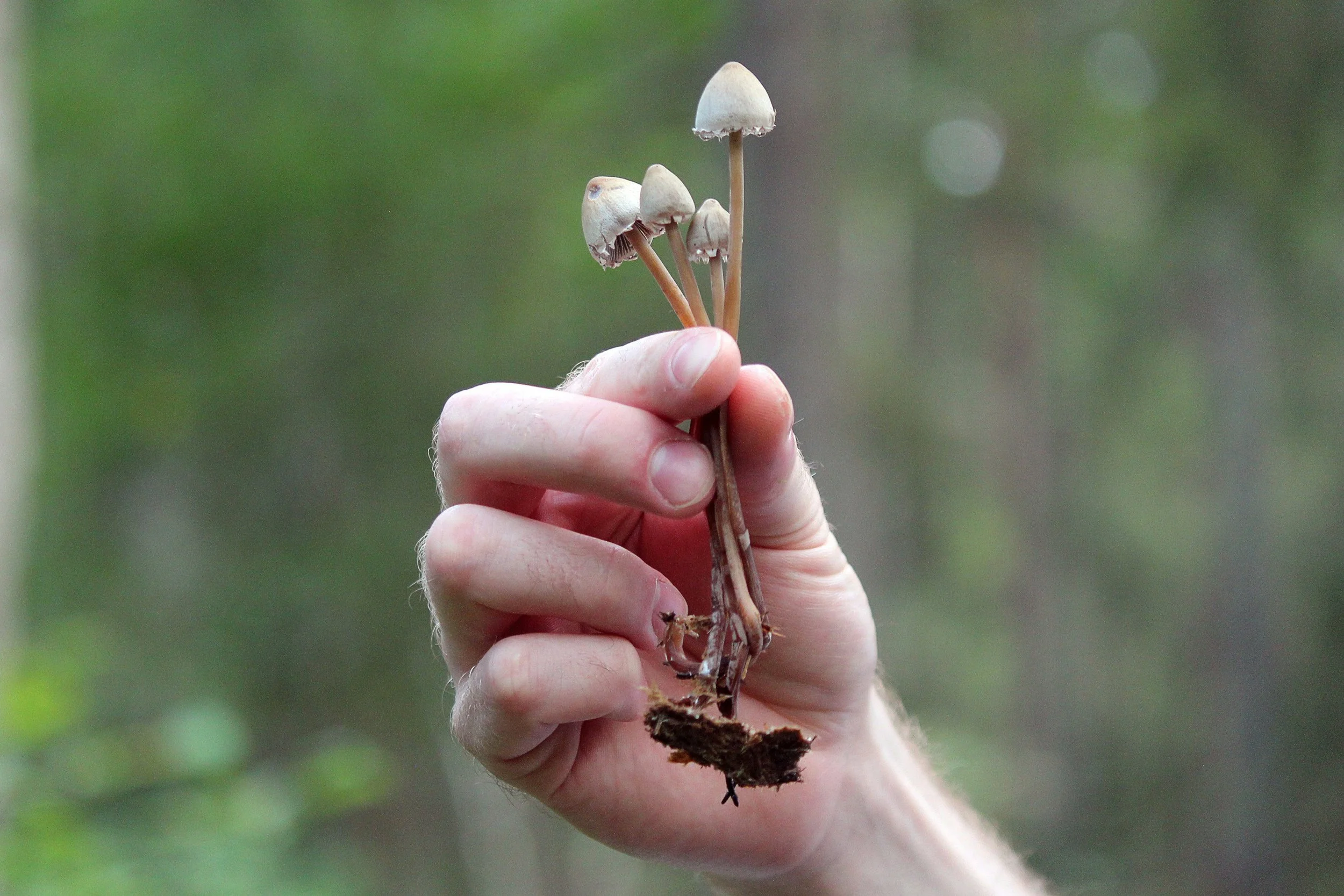 Hand holding psilocybin mushrooms in a natural forest setting.