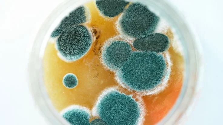Mycotoxin Testing