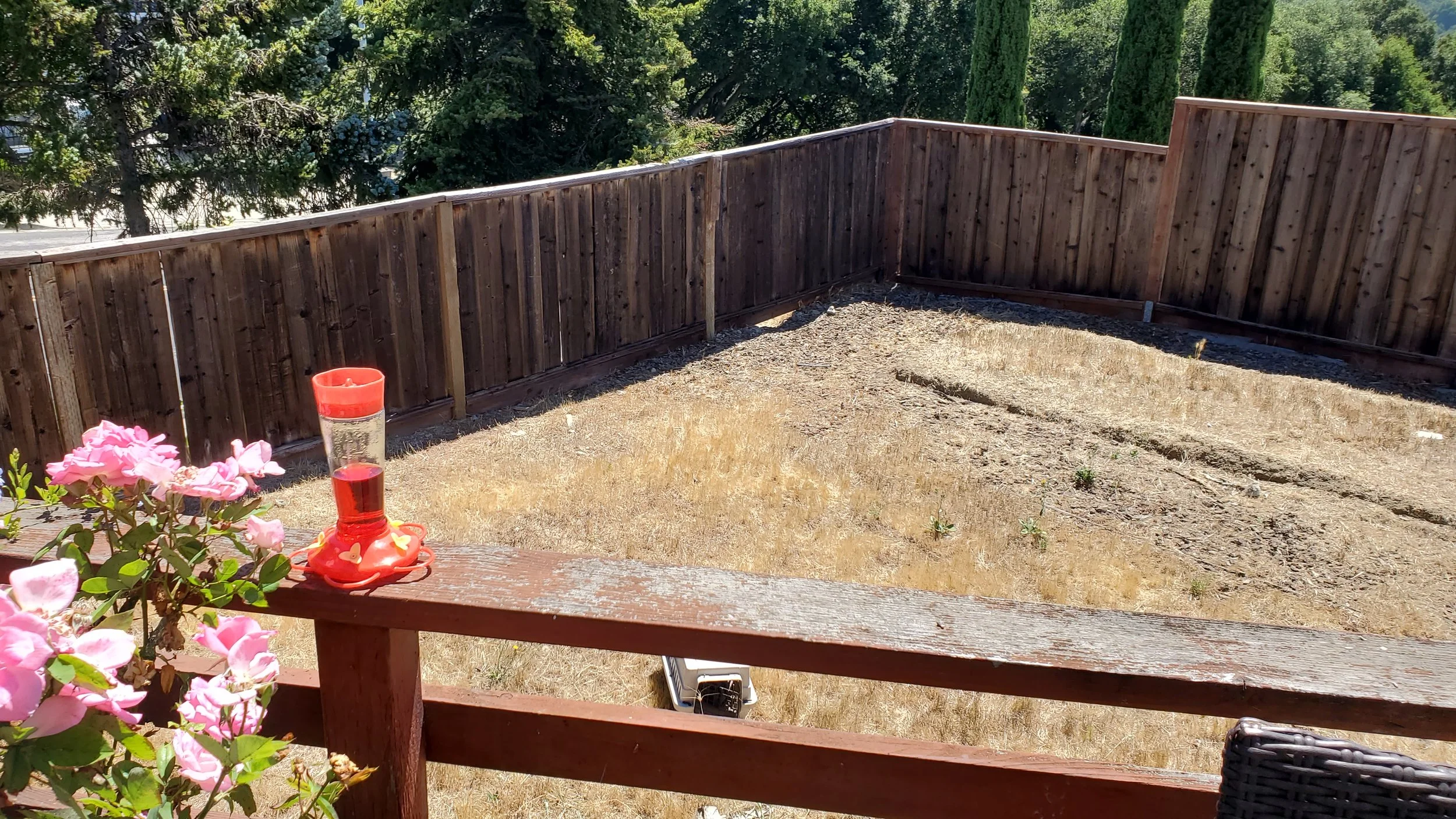 A backyard with a wooden privacy fence, dry grass, and some greenery in the background. There is a pink flower bush and a red bird feeder on a porch railing in the foreground.