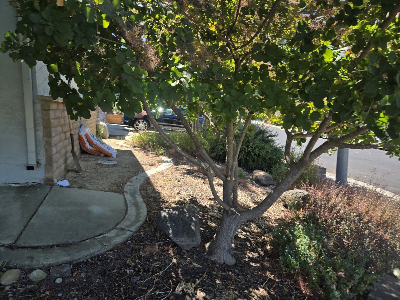 A small tree with green leaves in a garden bed next to a house, with a sidewalk, parked cars, and street visible in the background.