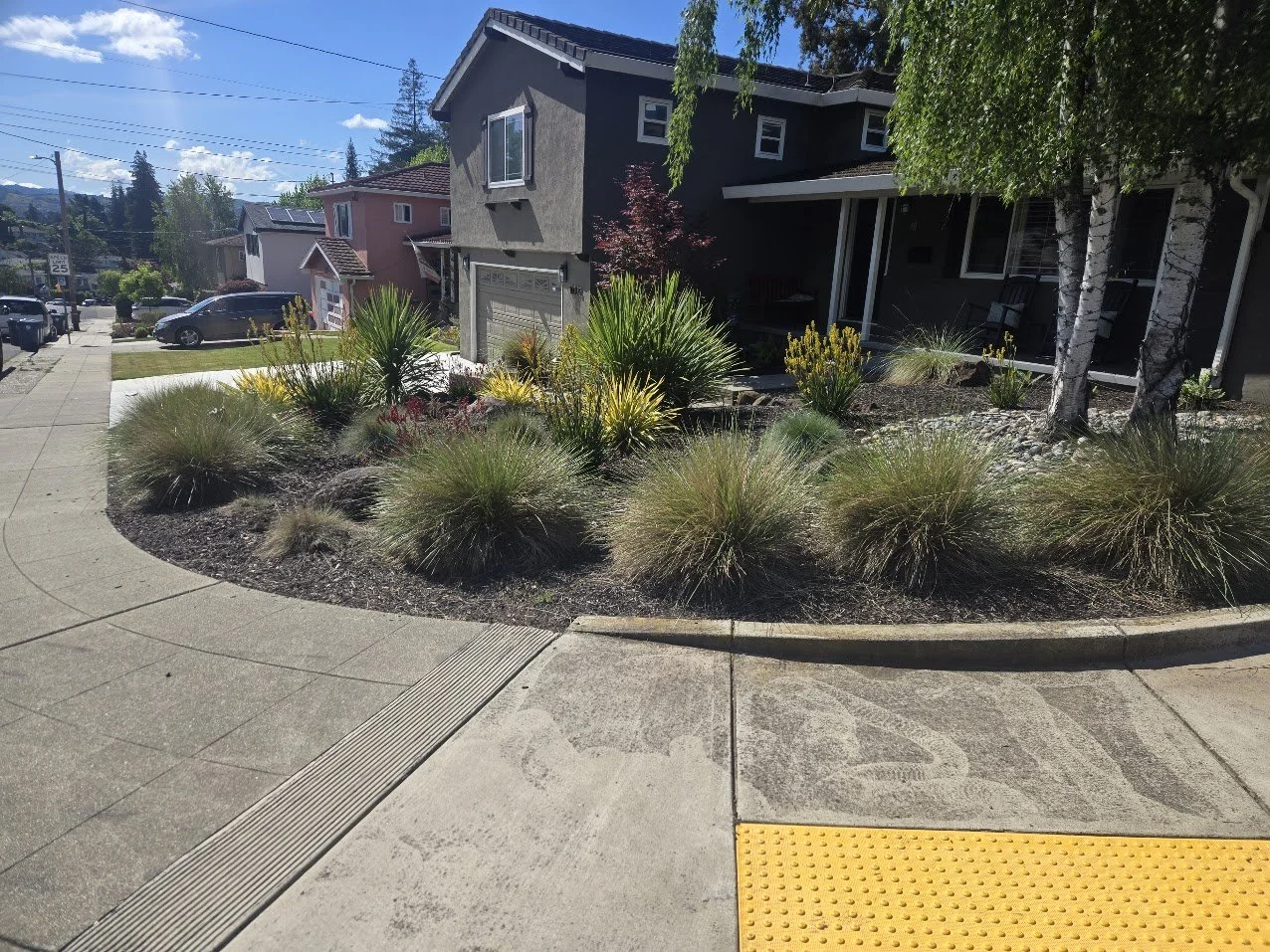 Street view showing a landscaped garden with grasses and shrubs in front of houses on a sunny day.