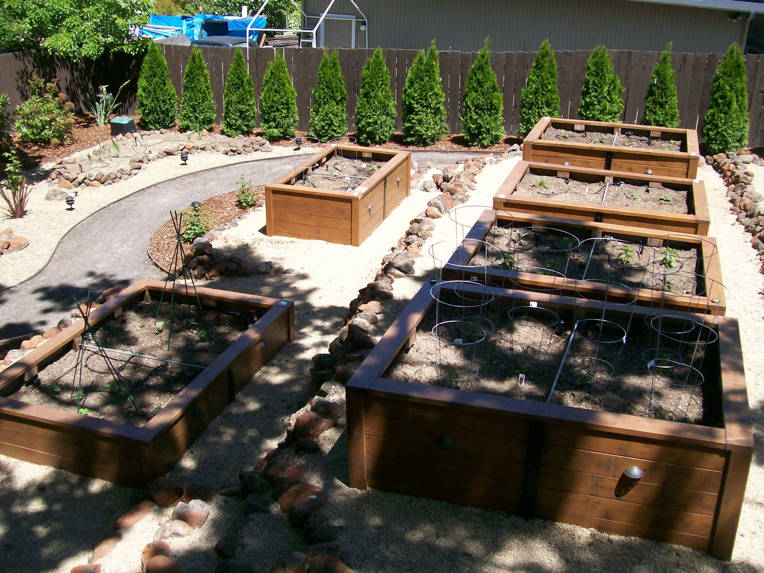 A backyard garden with multiple raised wooden garden beds, a curved gravel pathway lined with rocks, a row of tall green evergreen trees, and a wooden fence in the background. There are some plants growing in the beds and garden lighting along the pa