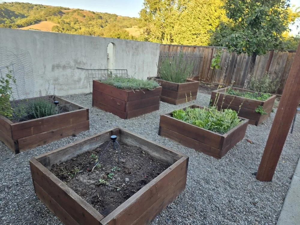 Raised garden beds with various plants in a backyard.