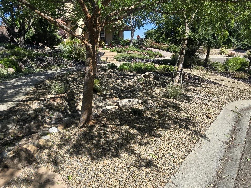 A landscaped front yard with a sidewalk, trees, rocks, and drought-tolerant plants.
