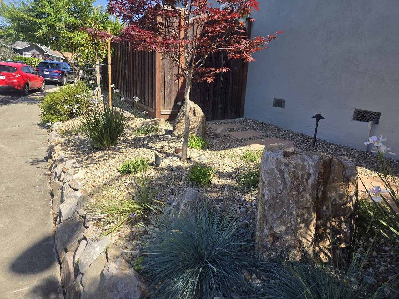 A landscaped garden with rocks, small plants, and a young red maple tree next to a gray building wall. There are decorative stones, flowers, and solar lights along the border, with parked cars visible in the background.
