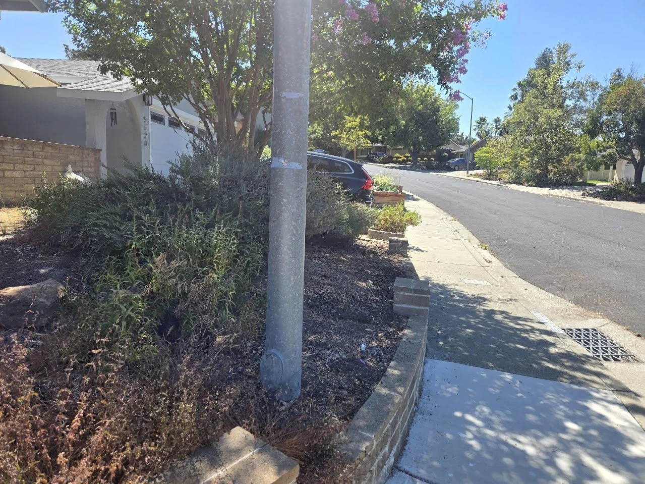 Residential neighborhood street with parked car, sidewalk, trees, plants, and a utility pole.