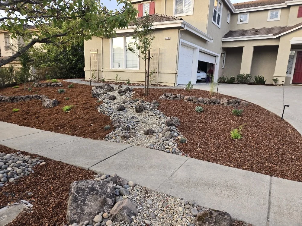 Residential front yard landscaping with a small tree, mulch, decorative rocks, and sparse plants near a sidewalk.