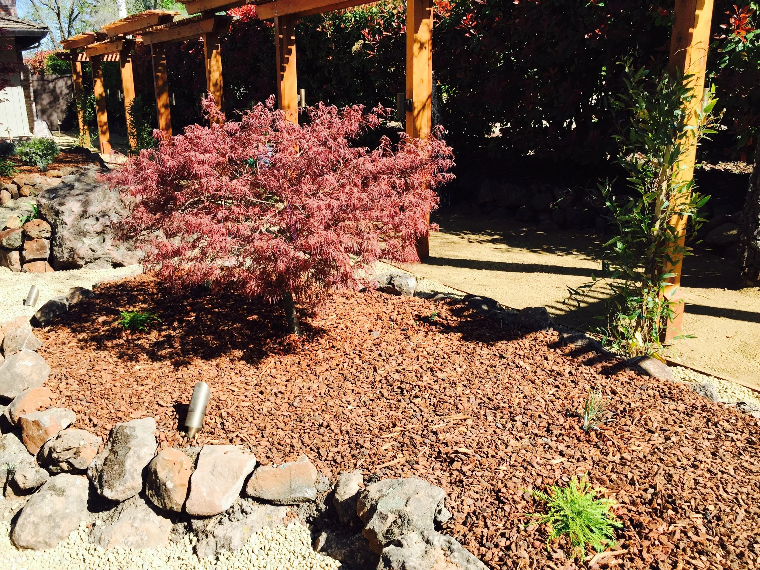 A garden scene featuring a wooden pergola with red foliage plants underneath and around, a rocky border, and a sandy pathway with shadows from the structure.