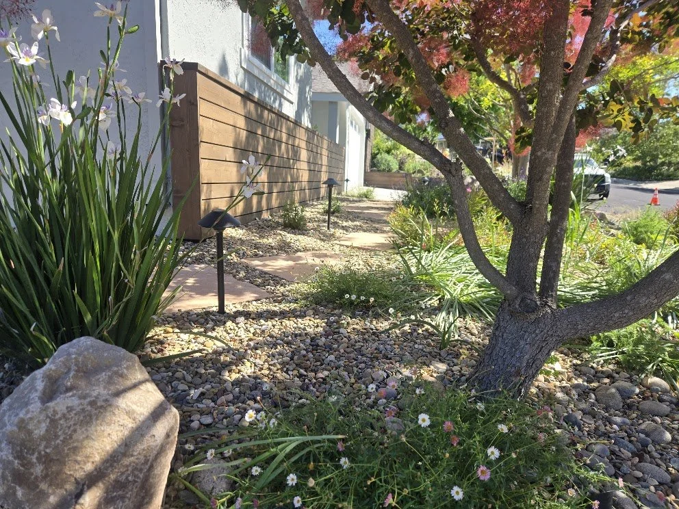 A landscaped garden with a small winding stone pathway, a tree with pink leaves, various green plants, and small solar lights along the path, beside a white house with a wooden fence, on a sunny day.