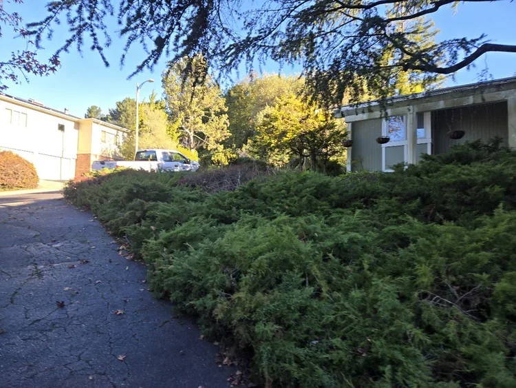 Residential neighborhood with a cracked asphalt road, parked white and gray trucks, green bushes, and trees with yellow and green leaves under a blue sky.