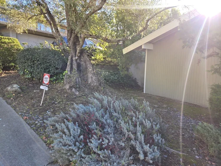 A garden scene with a large tree, ground cover plants, and a small shrub. A 'Beware of Dog' sign is posted near the tree. There is a building with beige siding and white trim on the right, and sunlight streaming from the top right corner.