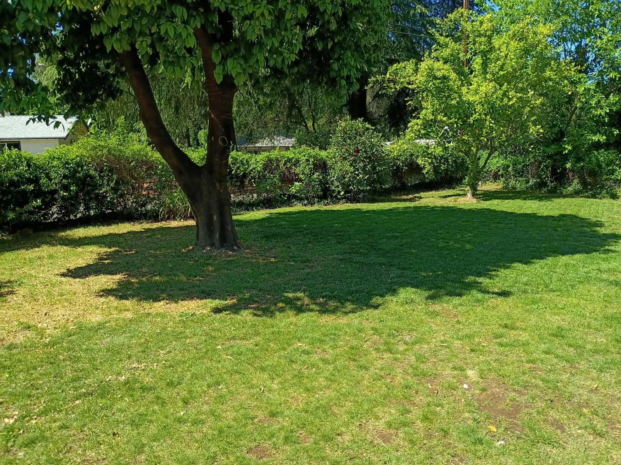 A lush green backyard with a large tree casting a shadow on the grass, surrounded by bushes and smaller trees, with a house visible in the background.