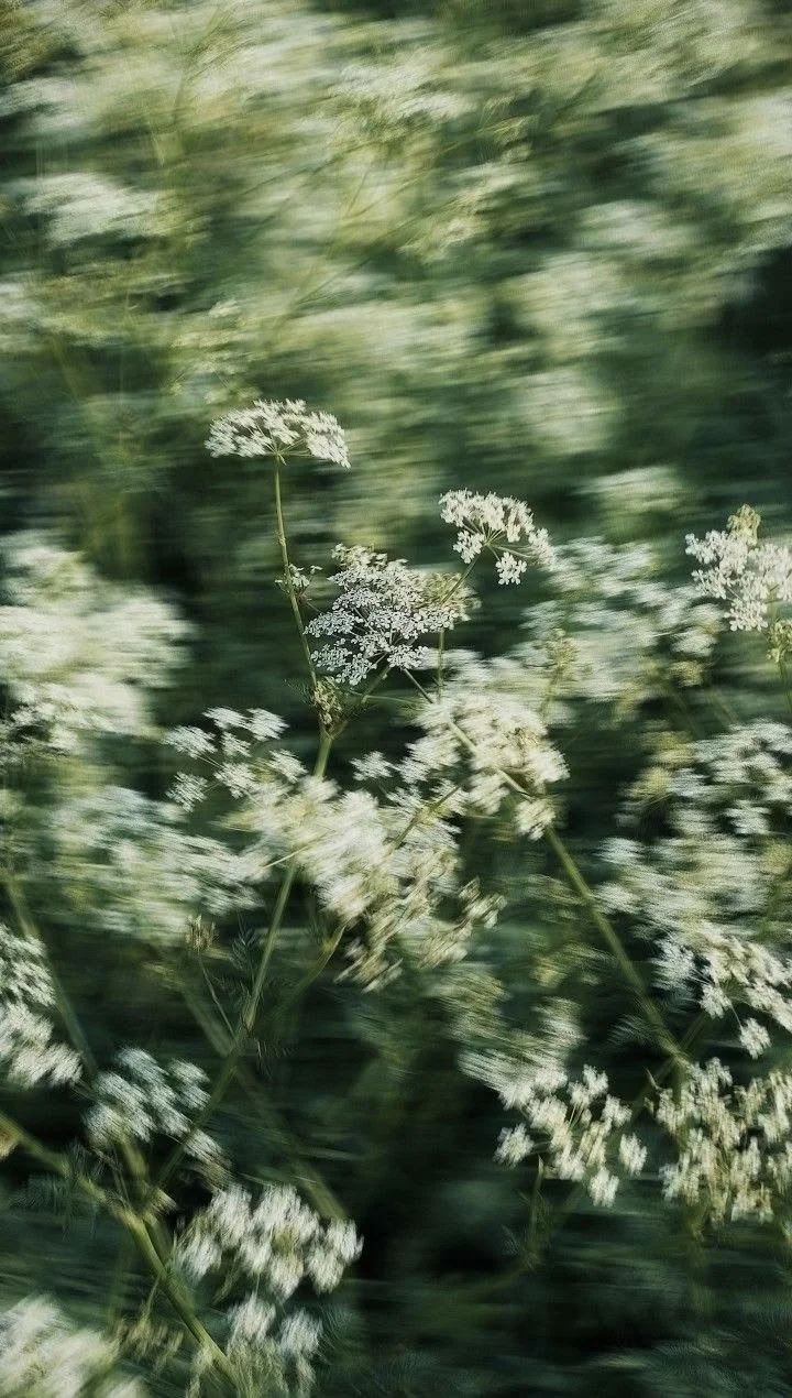 White wildflowers in a green, blurred background.