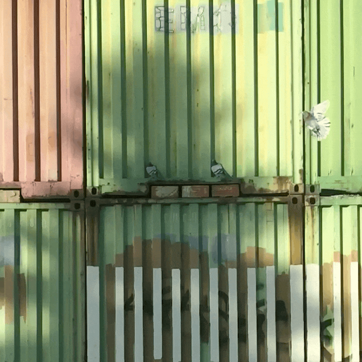 Did it for the Vine. (c. 2015)