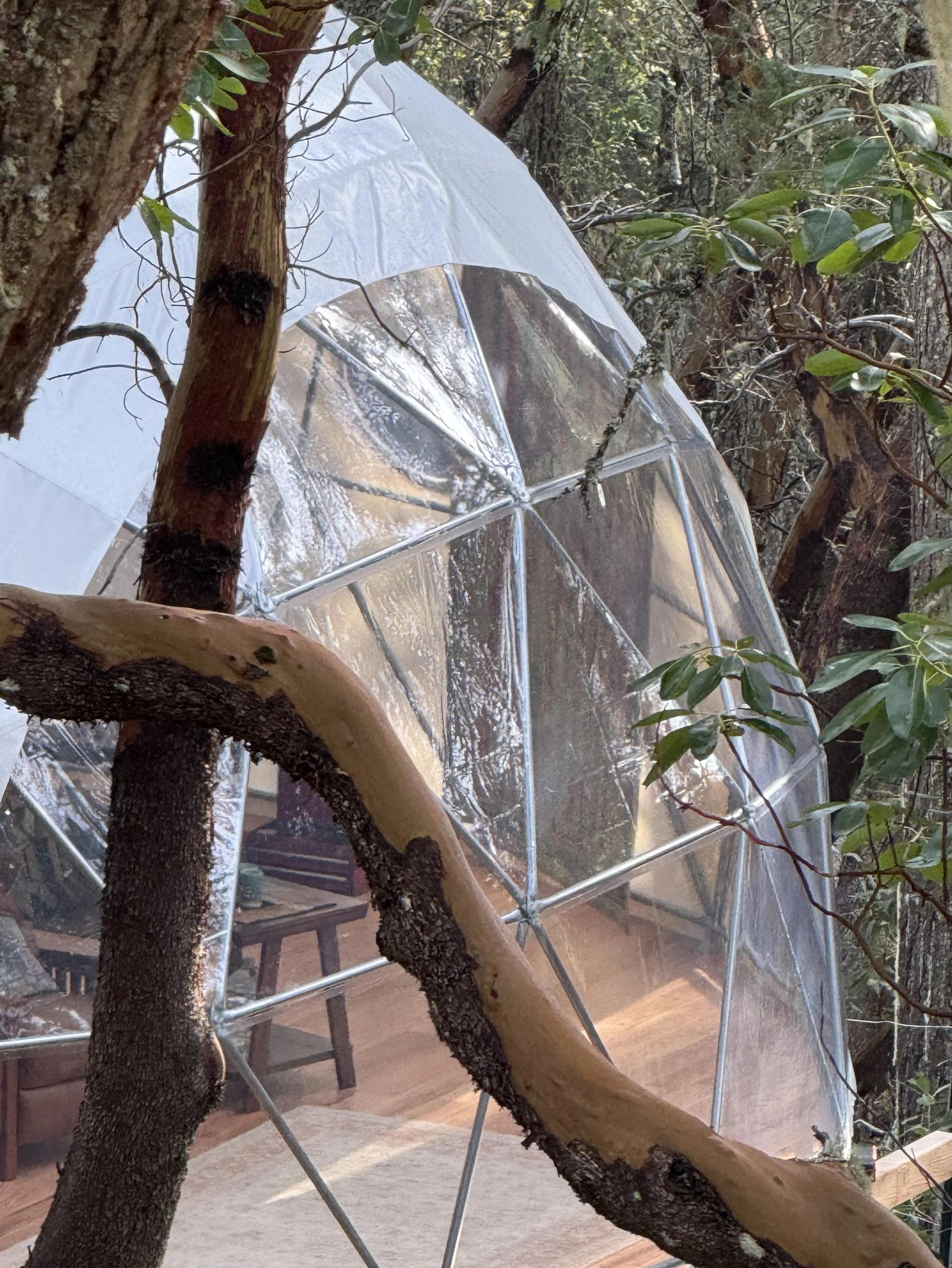 A transparent geodesic dome structure surrounded by trees and foliage in a forest.