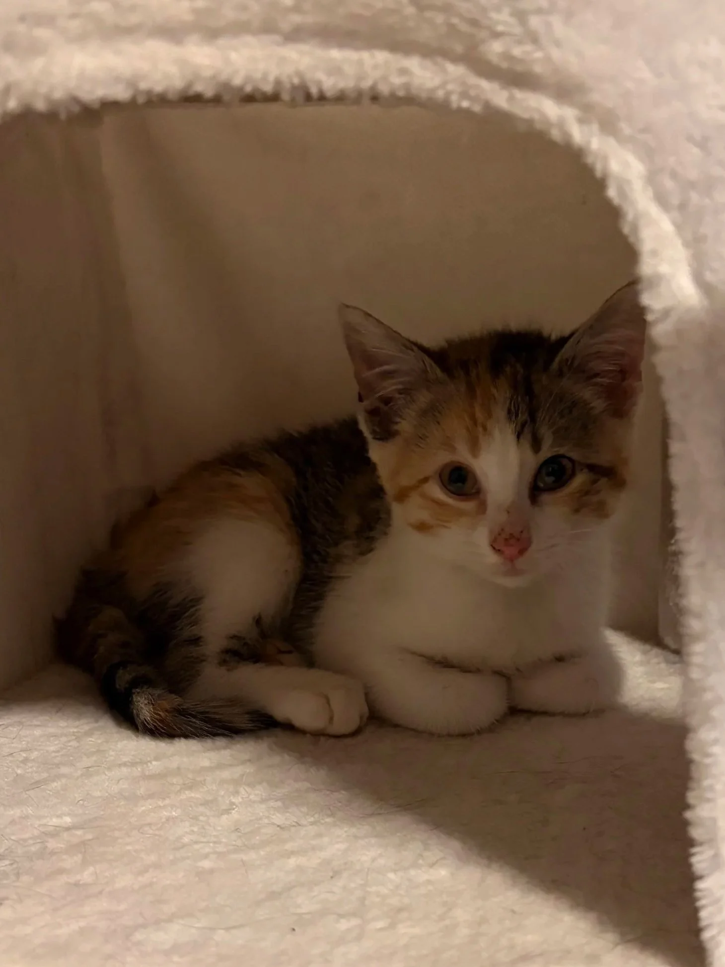 A tabby kitten with white paws, lying inside a cozy, hollowed-out space covered with plush material.