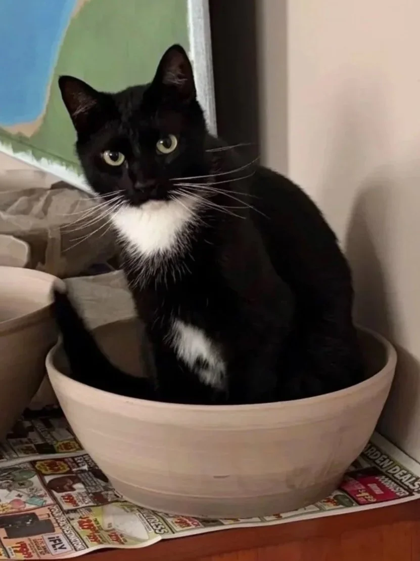 Black and white tuxedo cat sitting inside a round wooden bowl on a table covered with newspaper, with a green and blue background behind.