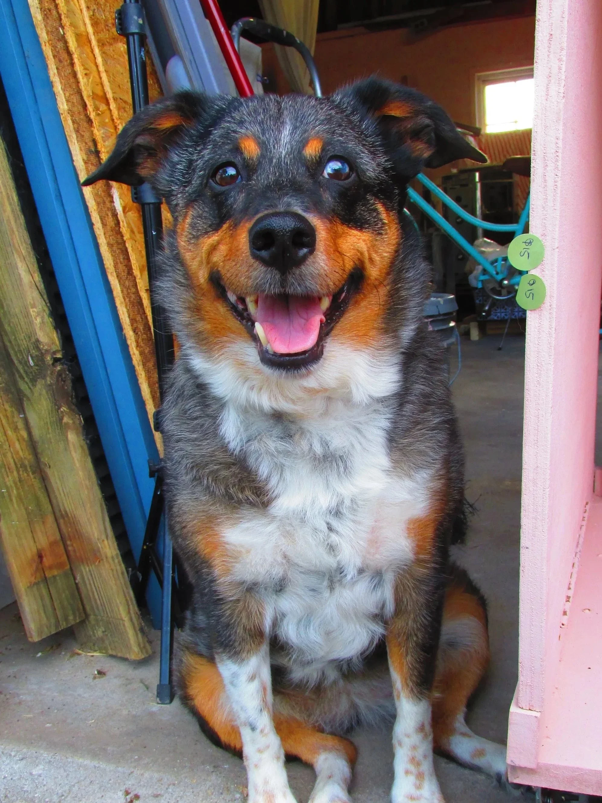 A happy Australian Shepherd dog with black, brown, and white fur, sitting and looking at the camera inside a shed or garage.