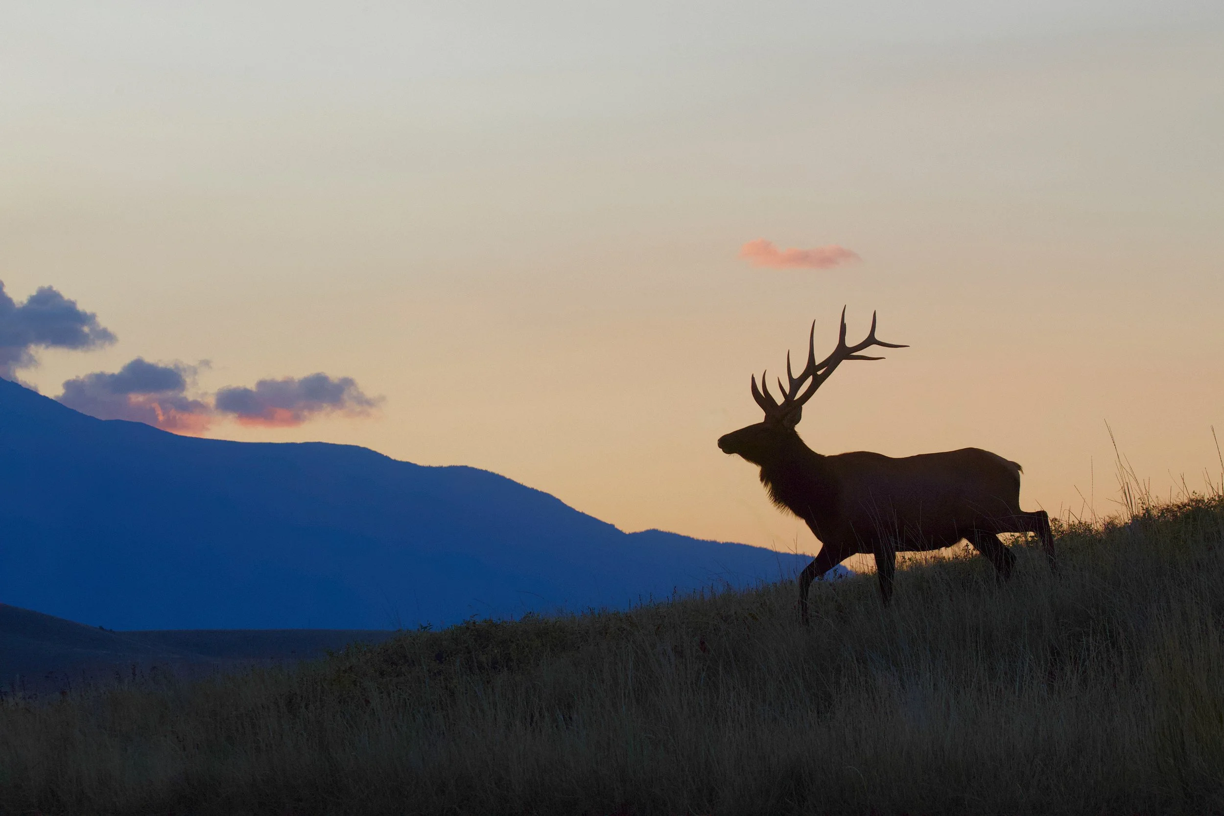 Silhouette of a deer with antlers standing on a grassy hill at sunset, with mountains and a cloudy sky in the background.