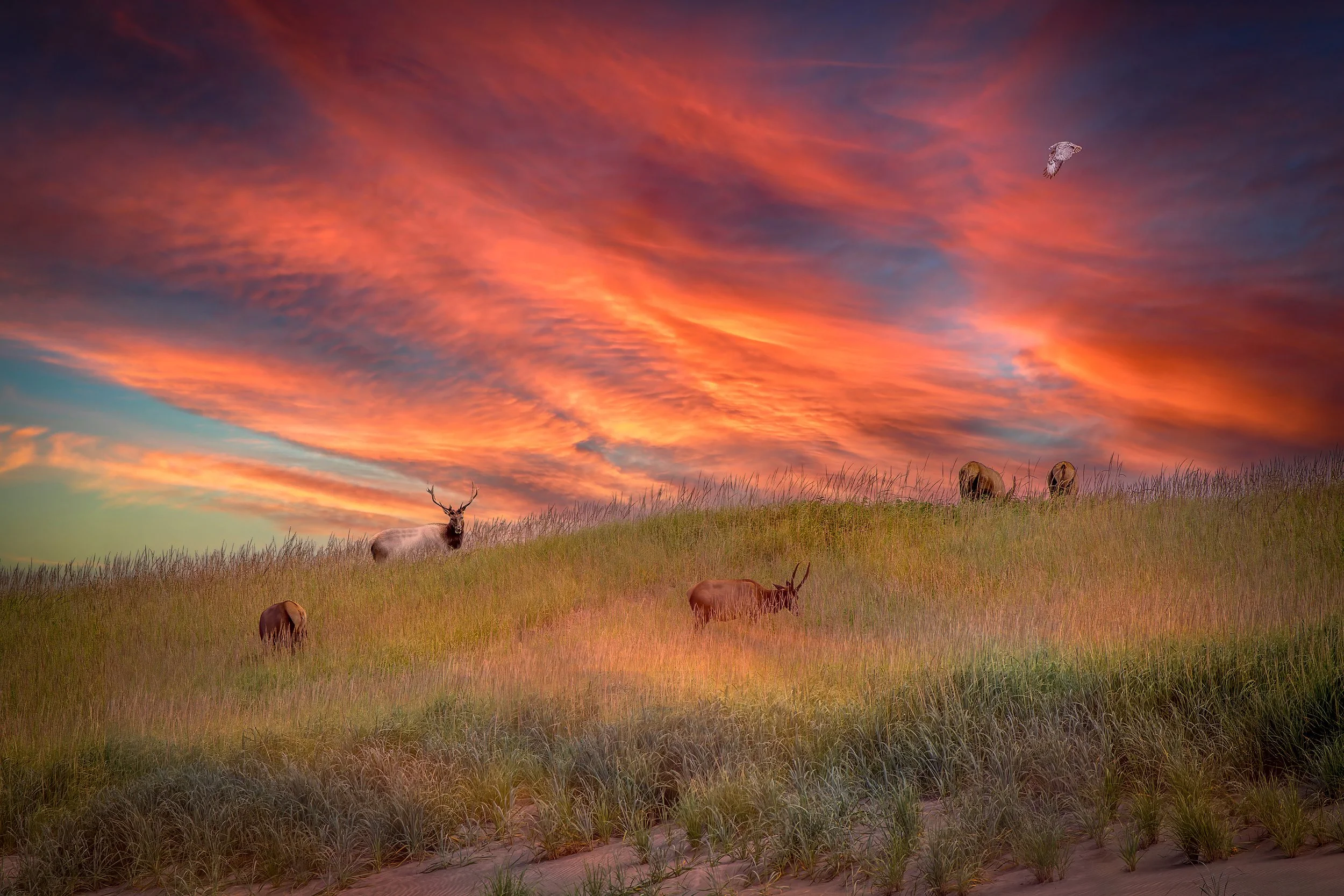 A grassy hill with a deer lying down, several cows grazing, a bird flying in a colorful sunset sky with pink and orange clouds.