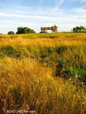 A pig on a flatbed truck driving through a field with tall grass and trees in the background under a partly cloudy sky.