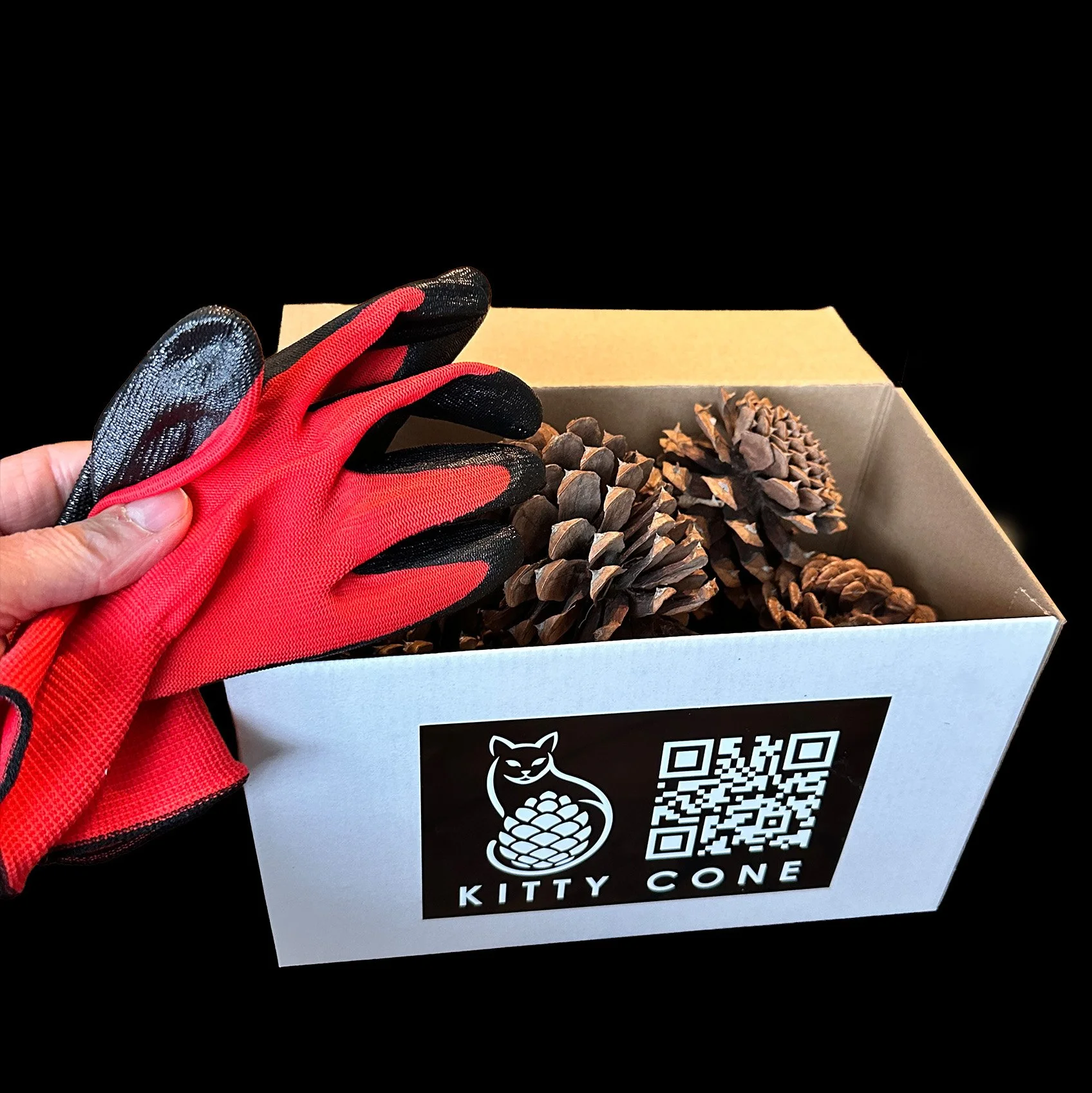 Box of Kitty Cones