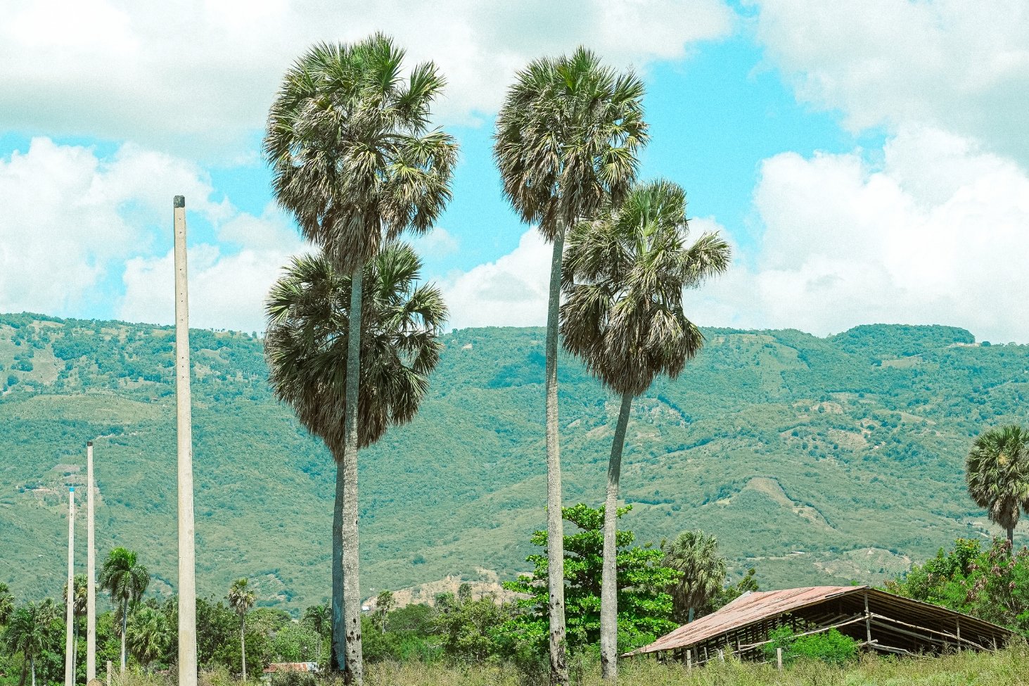 Several tall palm trees are seen in a tropical landscape with lush green hills in the background. The sky is partly cloudy, and there is a small rustic structure with a slanted roof at the bottom right.