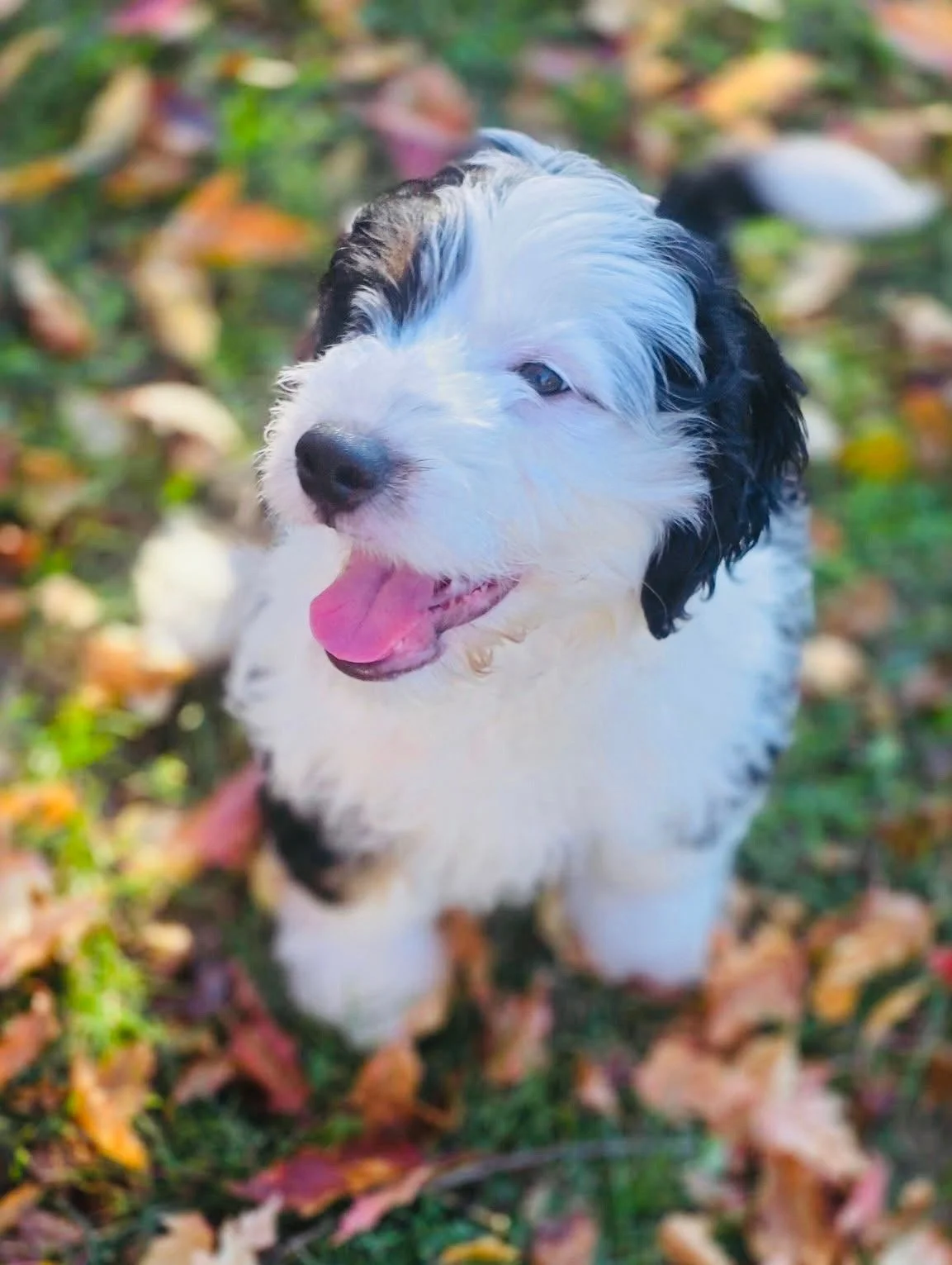 OREO
