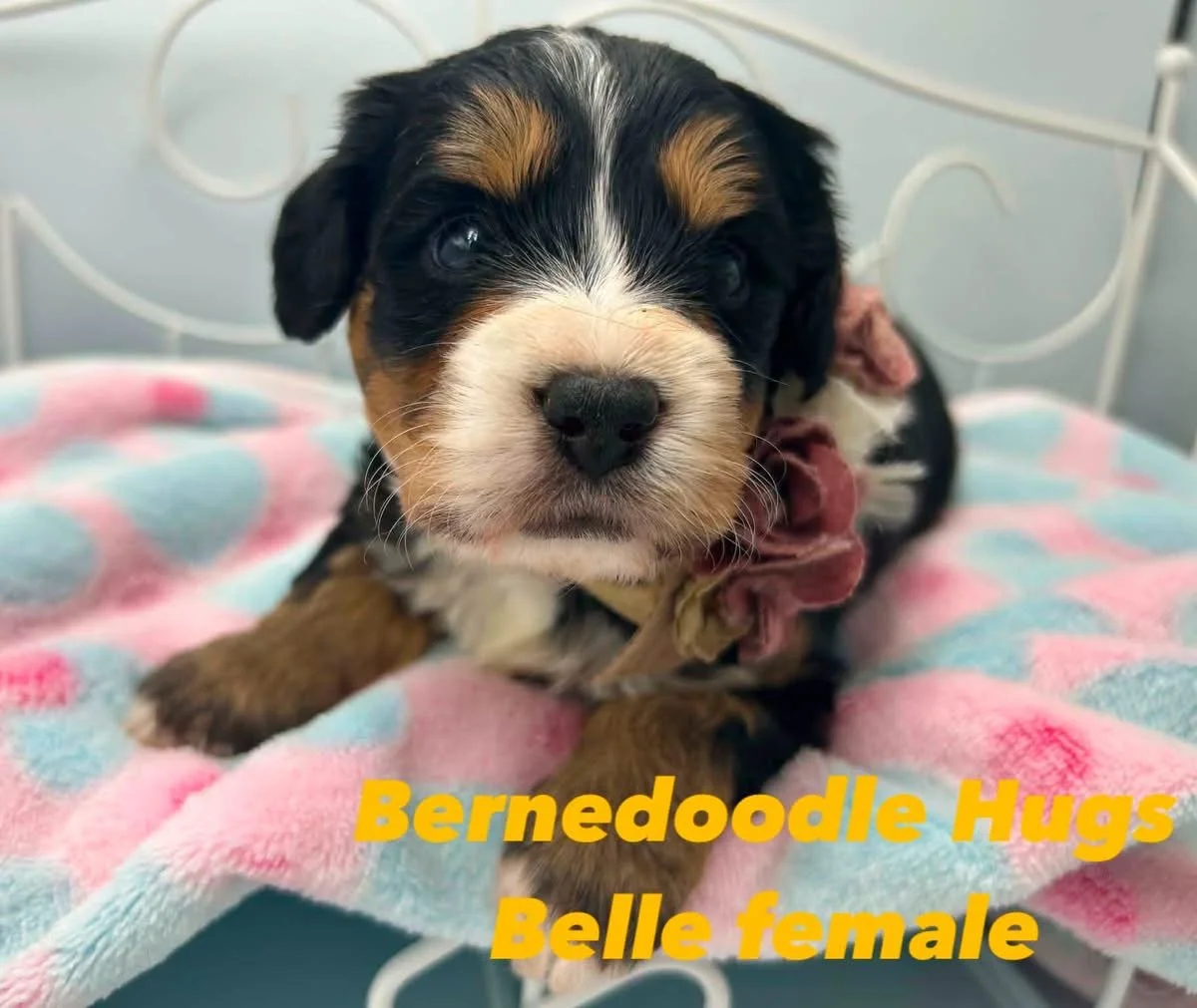 BELLE