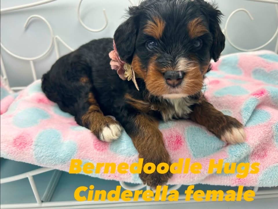 CINDERELLA