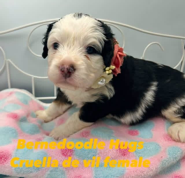 CRUELLA DE VIL