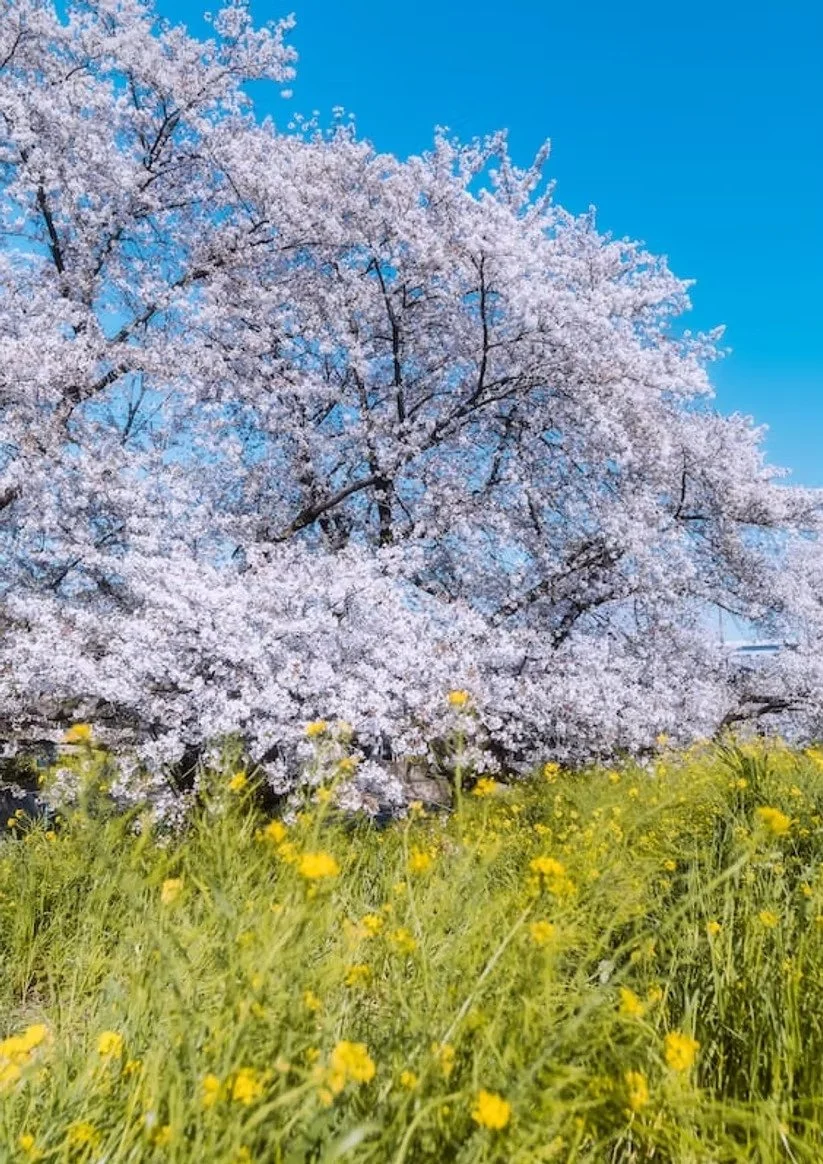 A vibrant cherry blossom tree with full white flowers stands against a bright blue sky. The base of the tree is surrounded by yellow flowers, creating a peaceful and scenic springtime atmosphere.