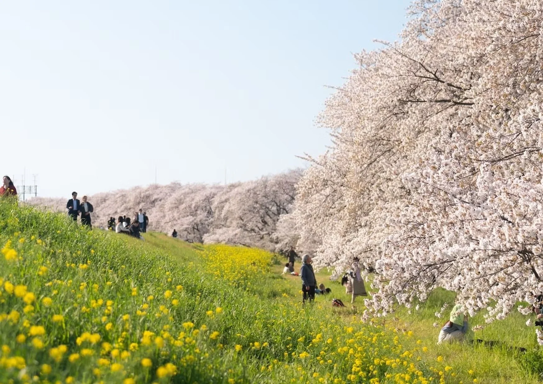 People relax and enjoy the view under rows of blooming cherry blossom trees along a grassy field, with yellow flowers in the foreground. The scene captures a warm, sunny day filled with outdoor activity.