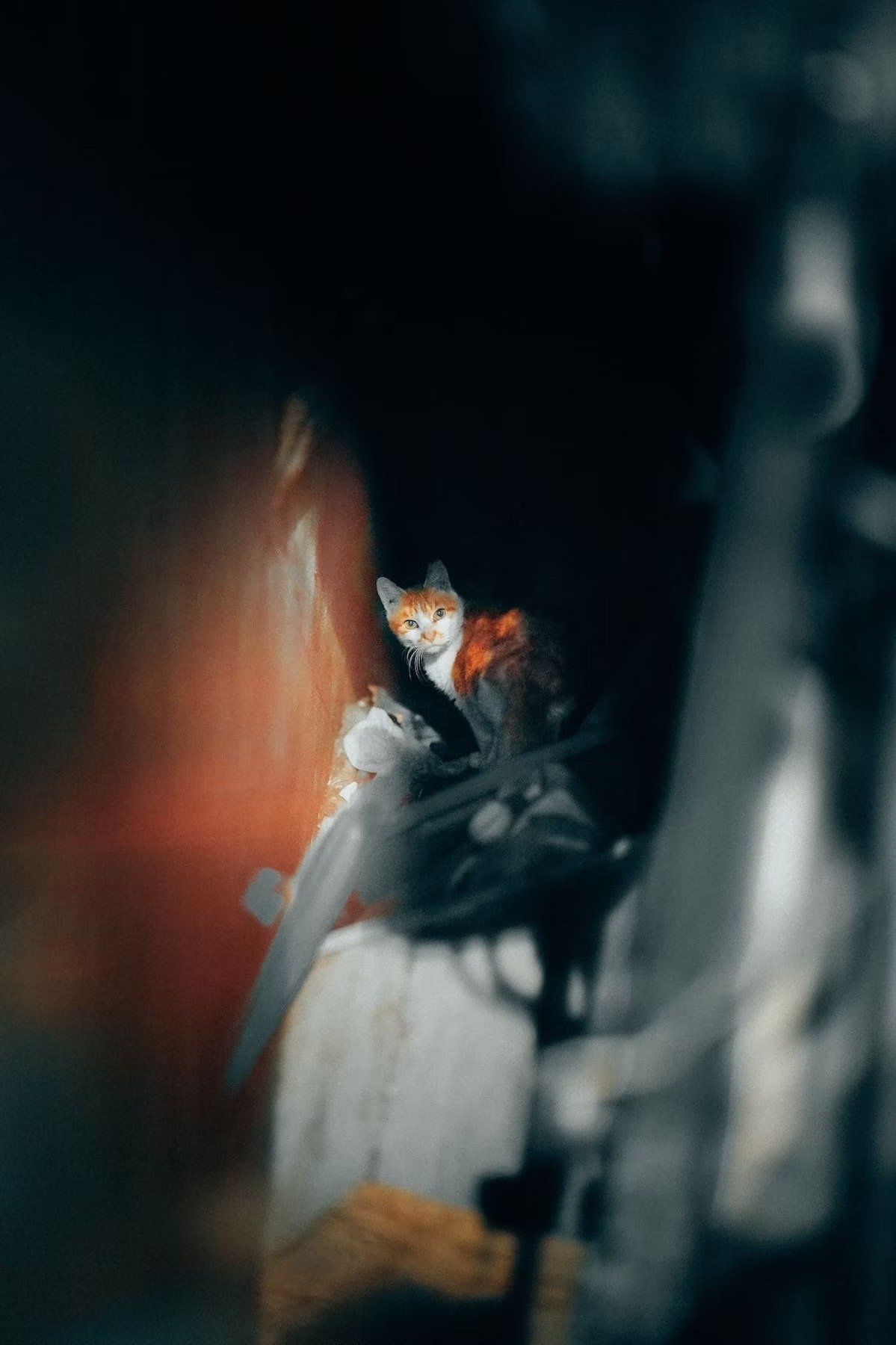 A calico cat with white, orange, and black fur sitting on a surface with a few toys and looking towards the camera. The shot is taken through a gap or opening, creating a framed view of the cat in a Shimbashi Tokyo alleyway.