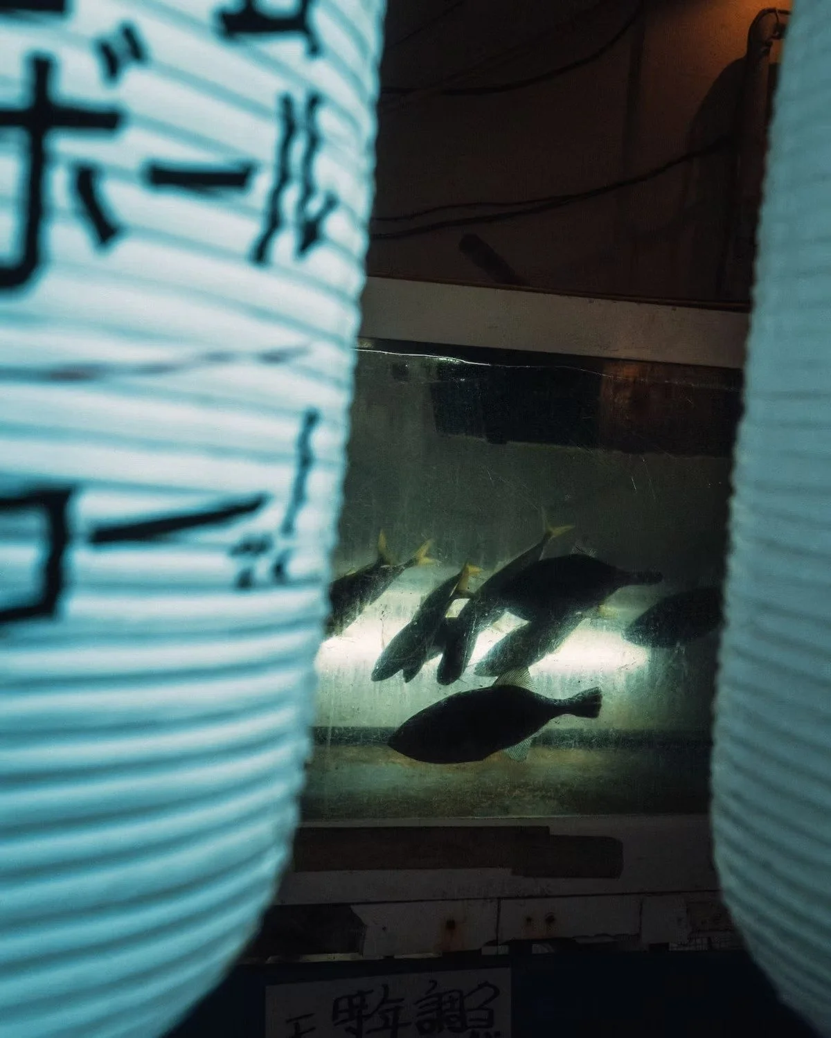 View of fish swimming inside an aquarium, framed by blurred objects on either side in Osaka Japan shot by Tokyo street photographer Deniz Demir.