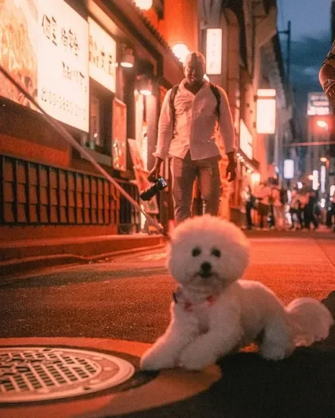 A cute dog resting on the sidewalk with a person walking past.
