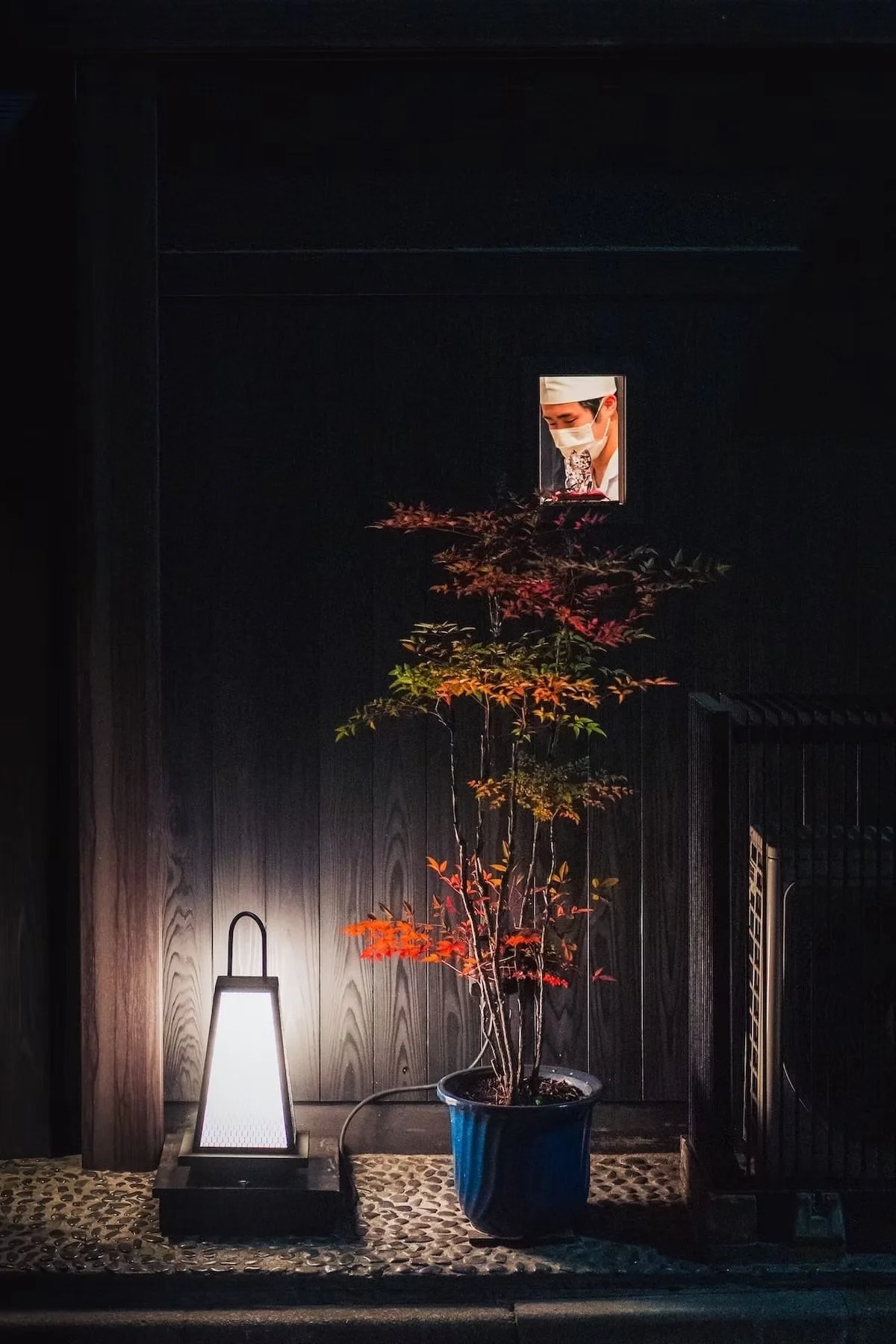 A framed photograph of a chef wearing a white hat and face mask is hung on a dark wall behind a potted Japanese maple tree with red and green leaves. A lamp with a white shade is on the ground to the left of the tree, casting light on the scene. Nigh