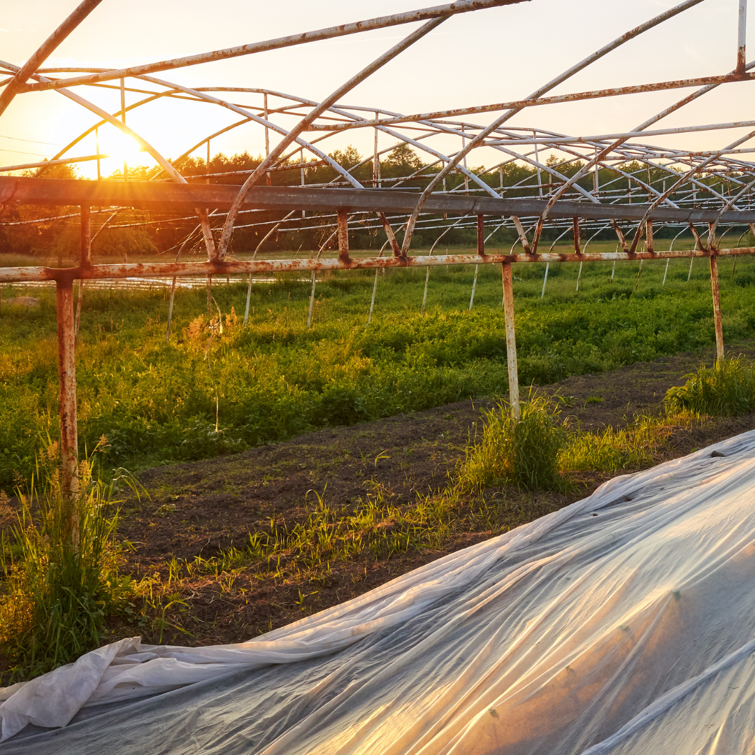 Sunset over a farm field with an old, rusty greenhouse structure and a plastic-covered row of crops in the foreground.