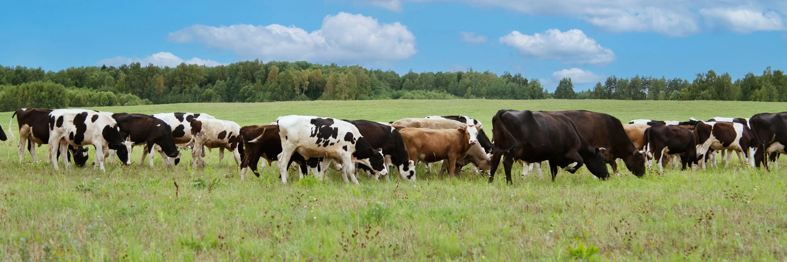 A herd of various colored cows grazing on a green field under a blue sky with white clouds, with trees in the background.