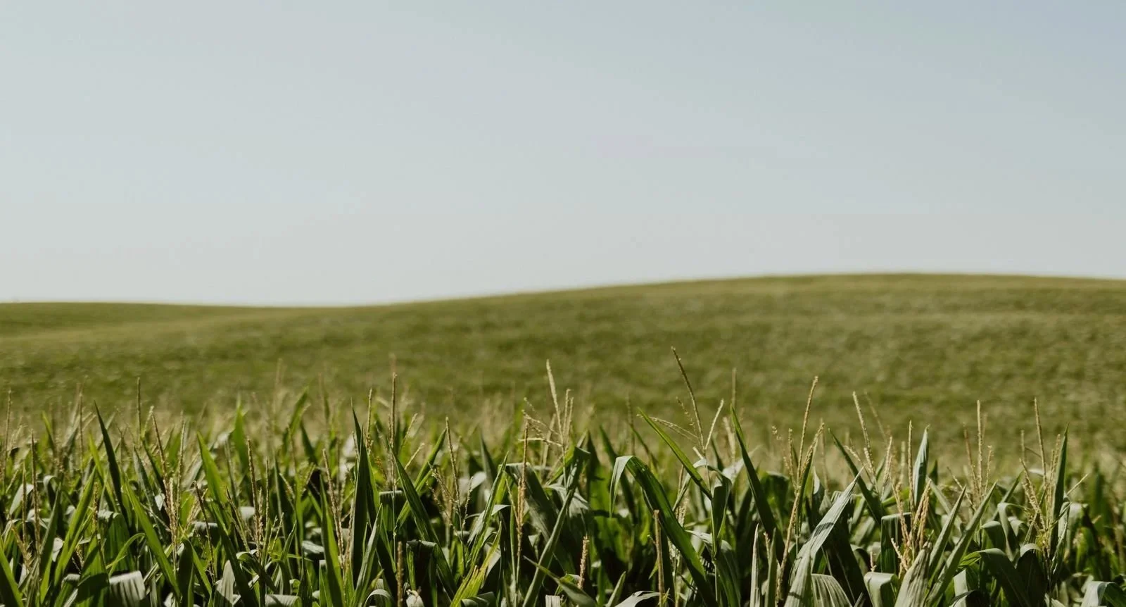 A vast green cornfield with tall corn plants in the foreground and rolling green hills under a clear sky in the background.